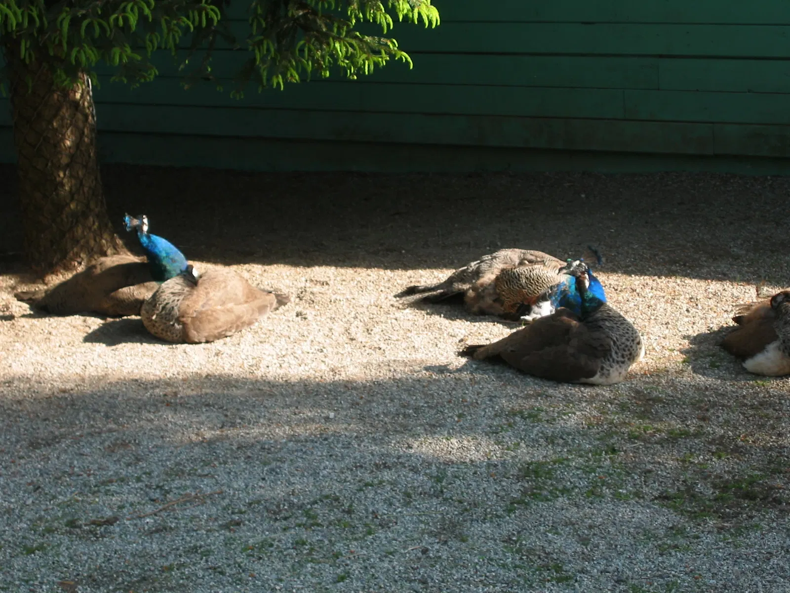 Greater Vancouver Zoo