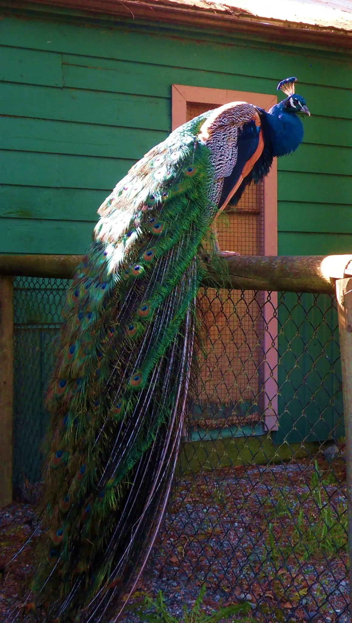 Zoológico de la Gran Vancouver