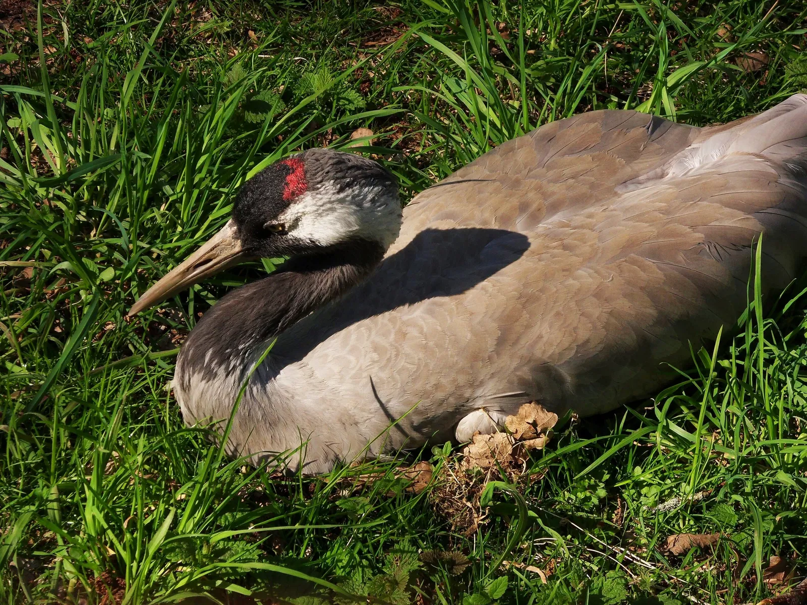 Zoológico de la Gran Vancouver