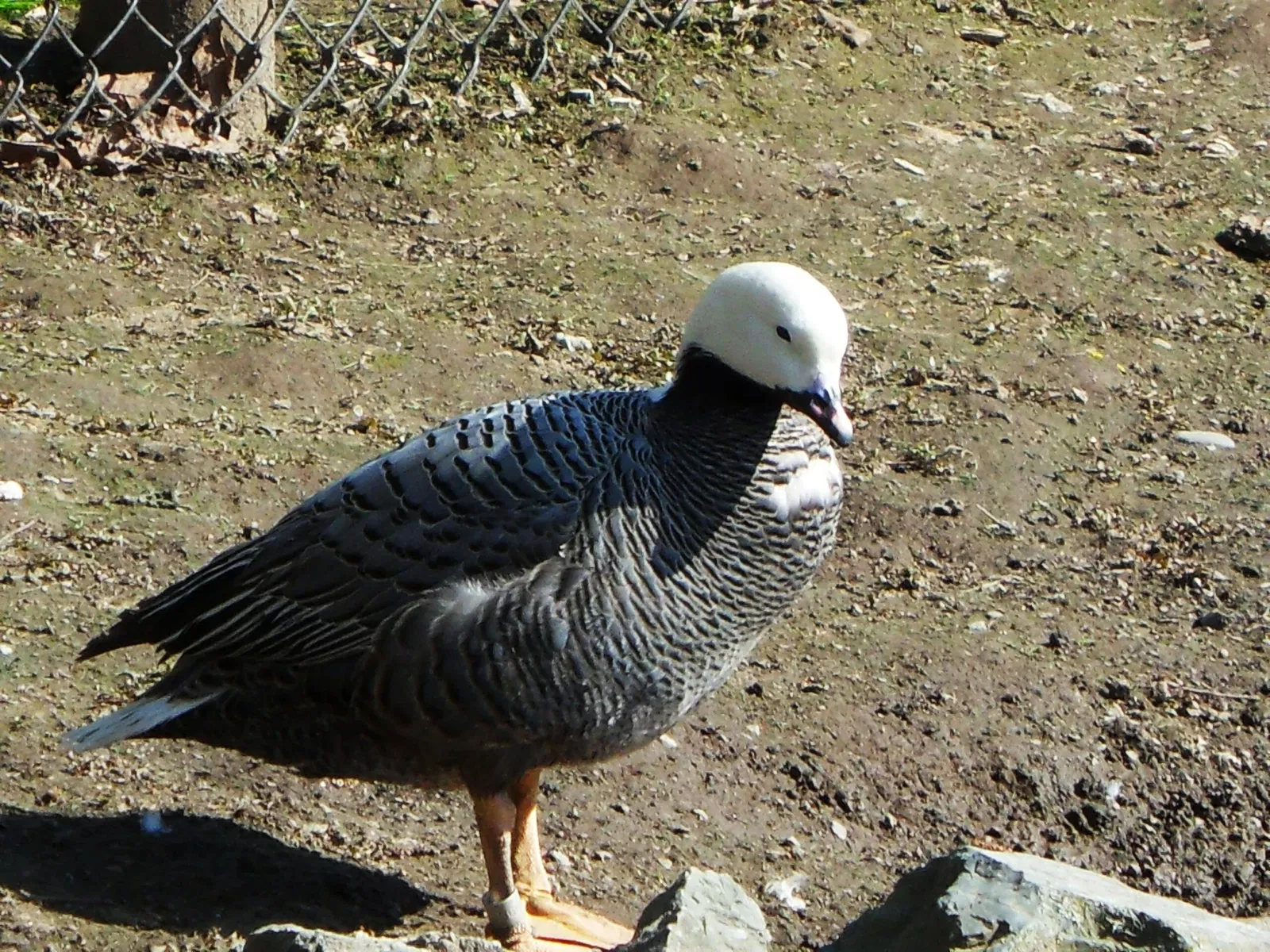 Zoológico de la Gran Vancouver