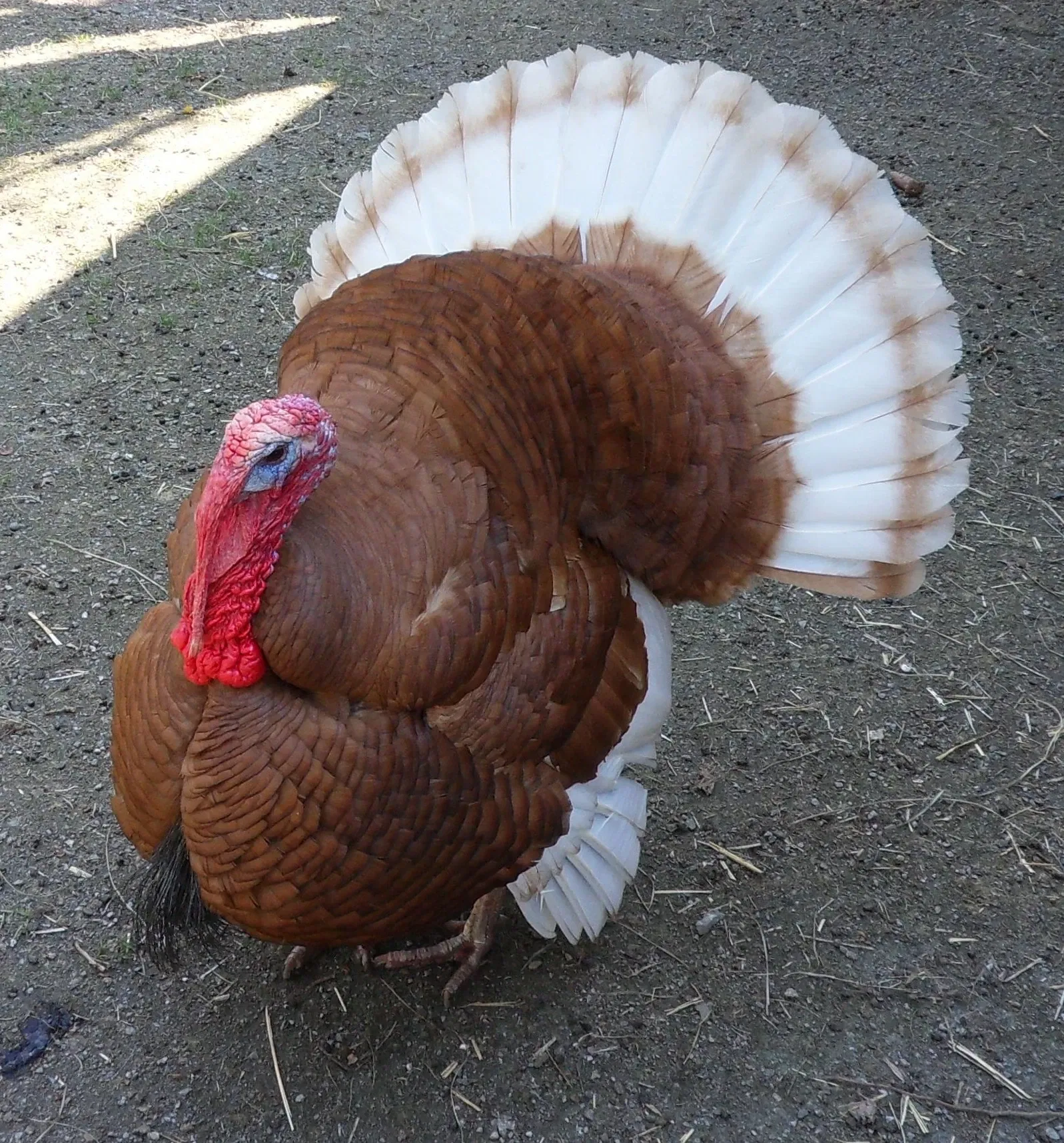 Zoológico de la Gran Vancouver