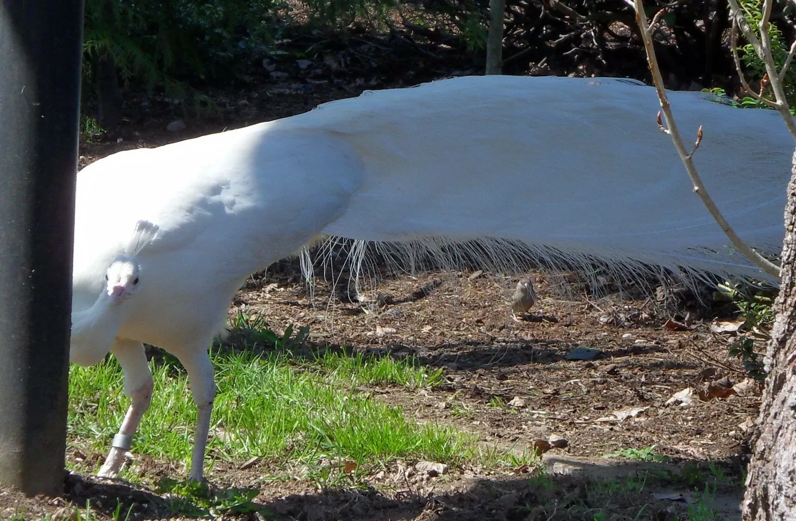 Greater Vancouver Zoo
