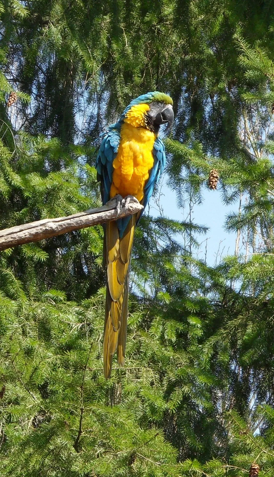 Zoológico de la Gran Vancouver