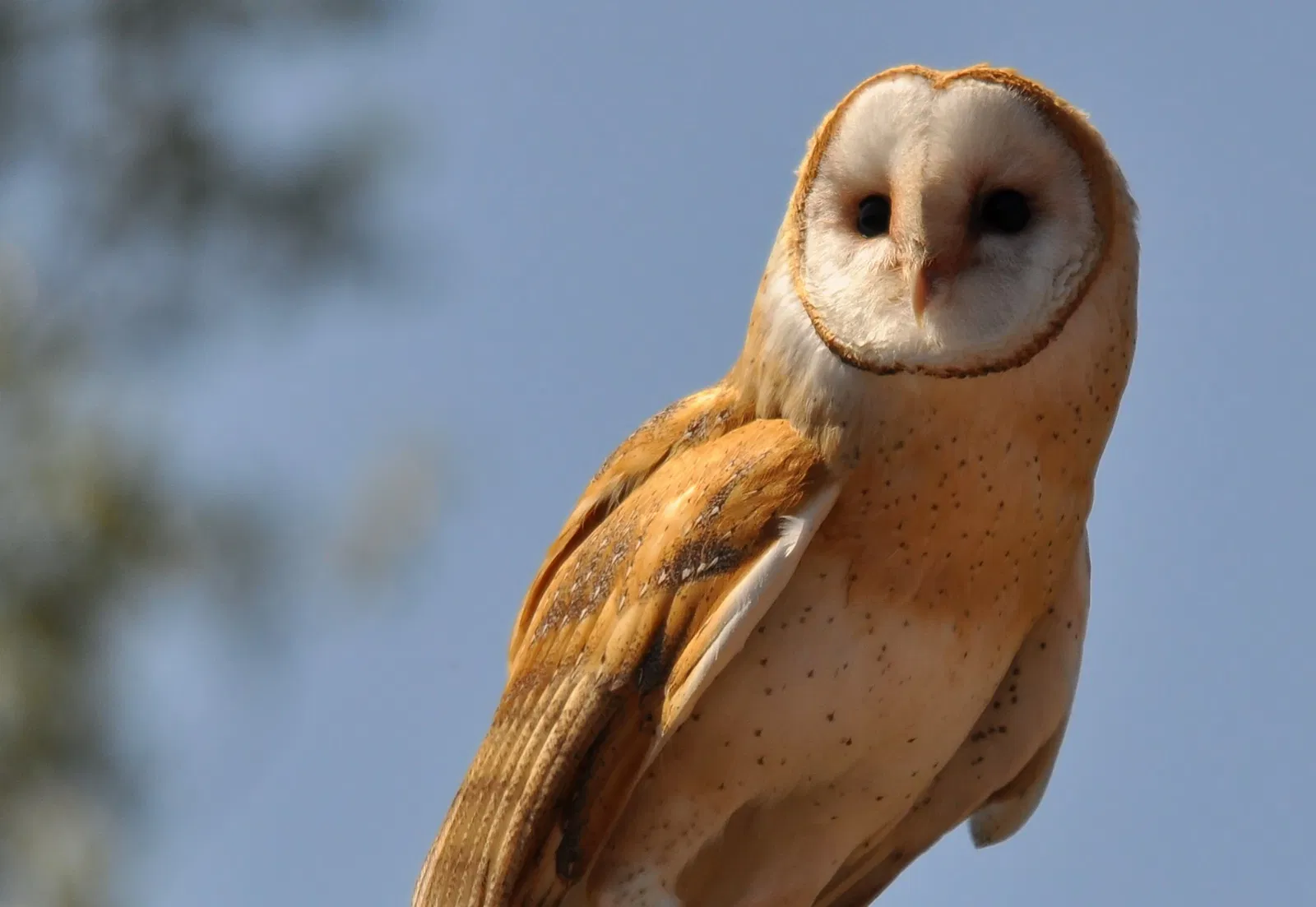 Zoológico de la Gran Vancouver