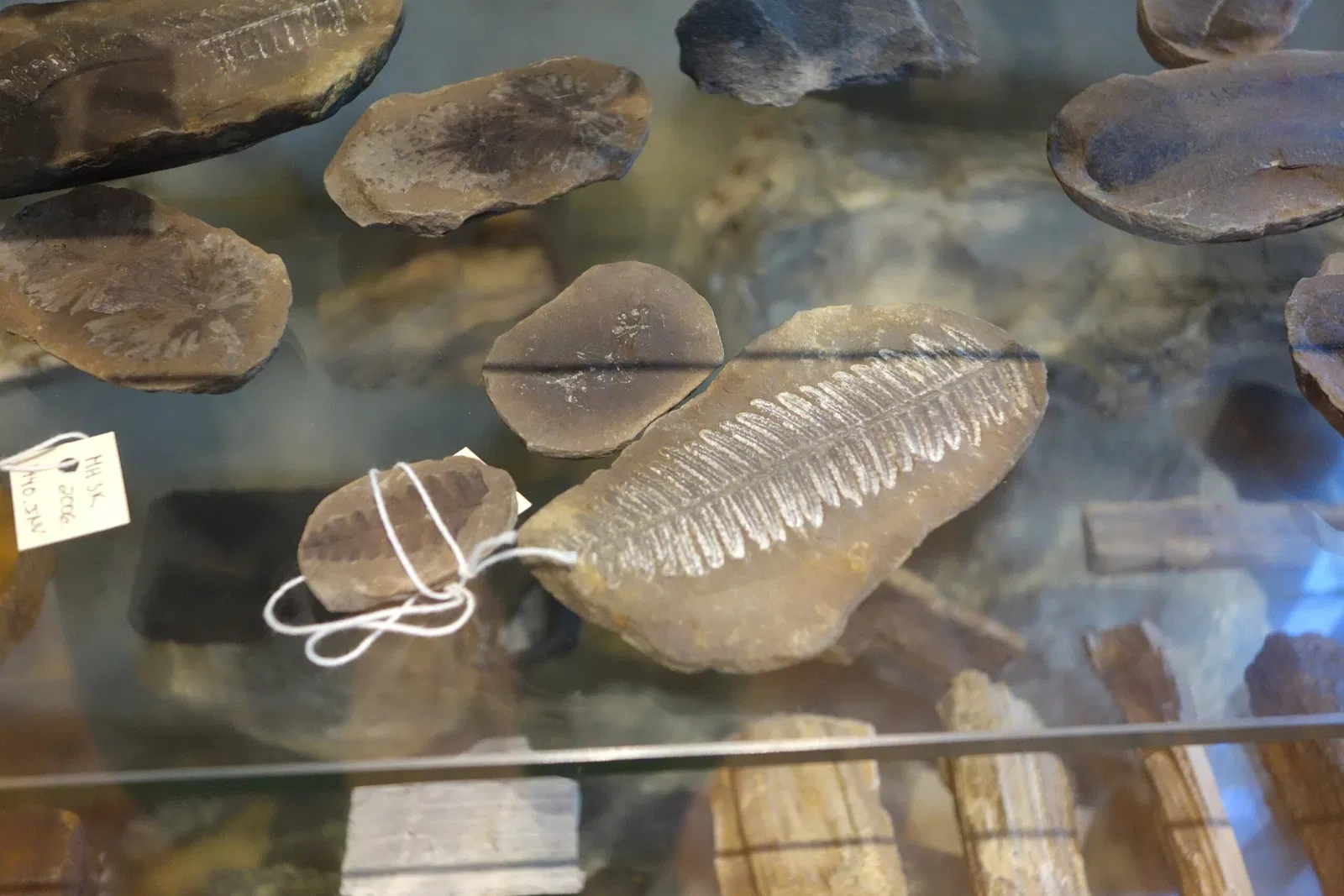 Joseph Allen Skinner Museum