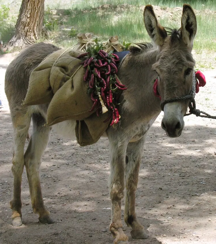 El Rancho De Las Golondrinas