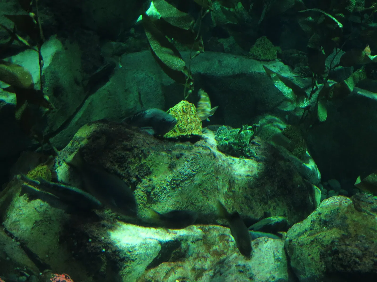 Ripley's Aquarium of Canada