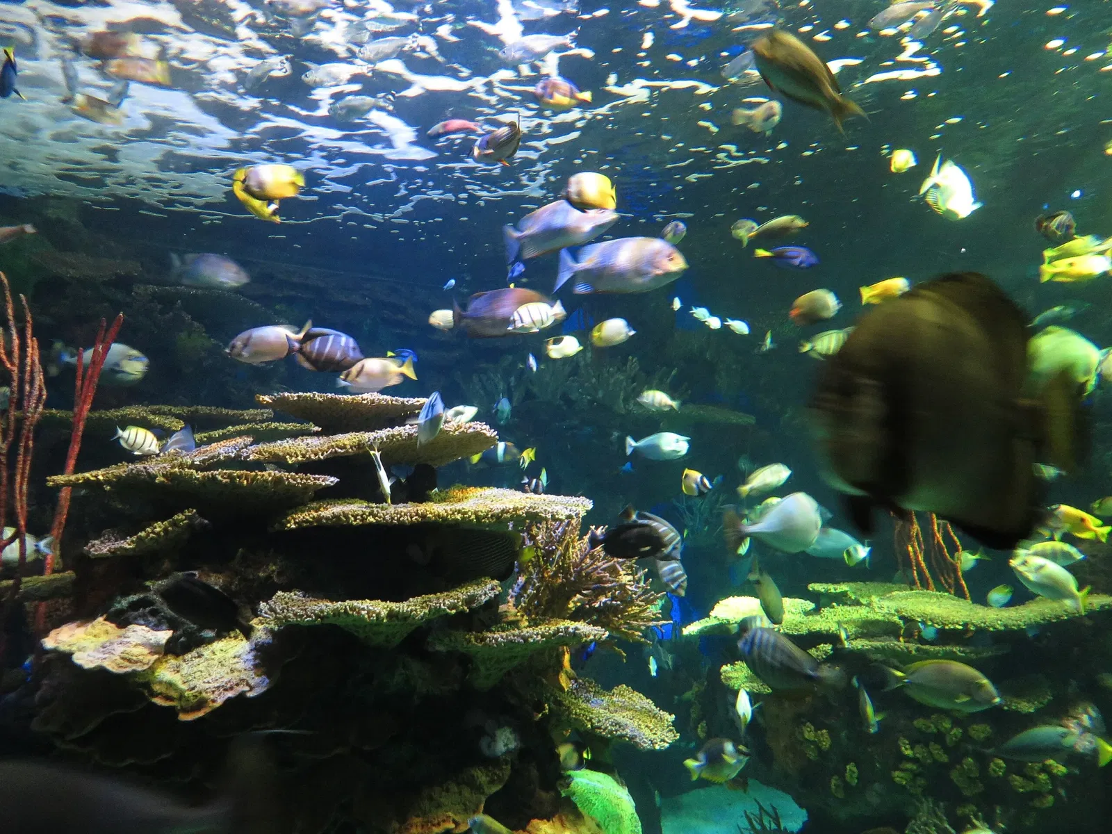 Ripley's Aquarium of Canada