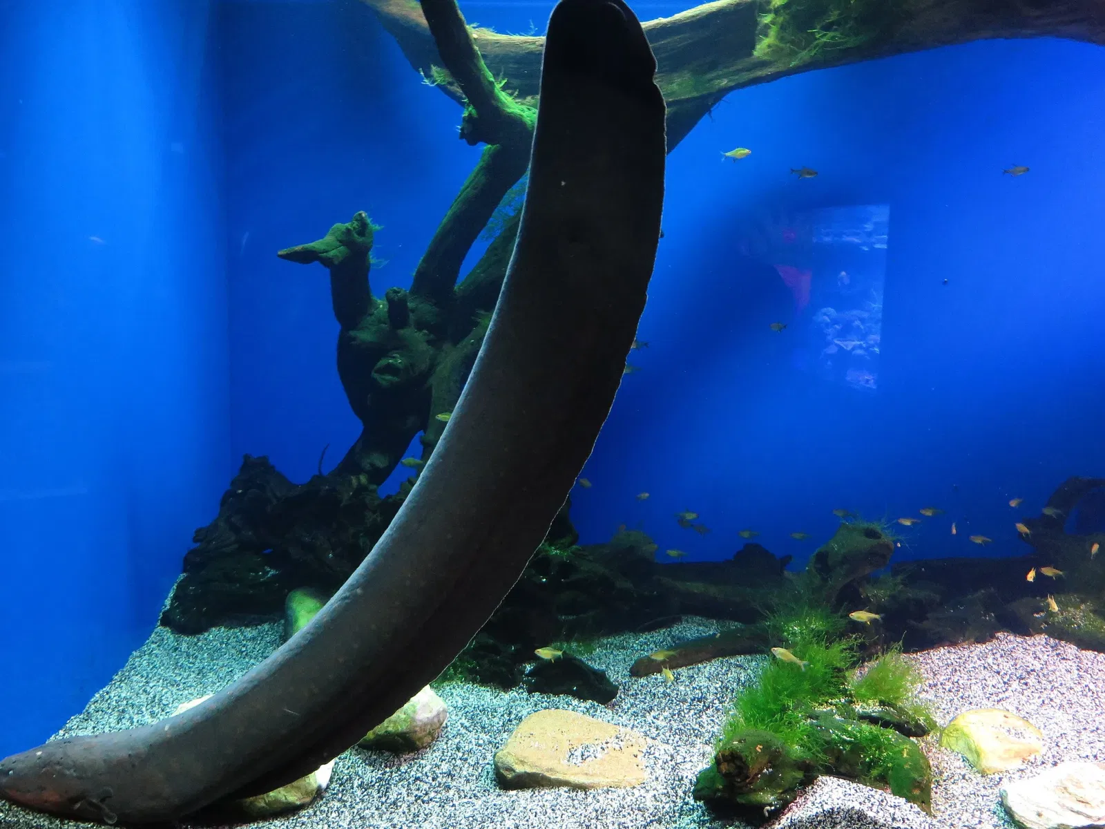 Ripley's Aquarium of Canada