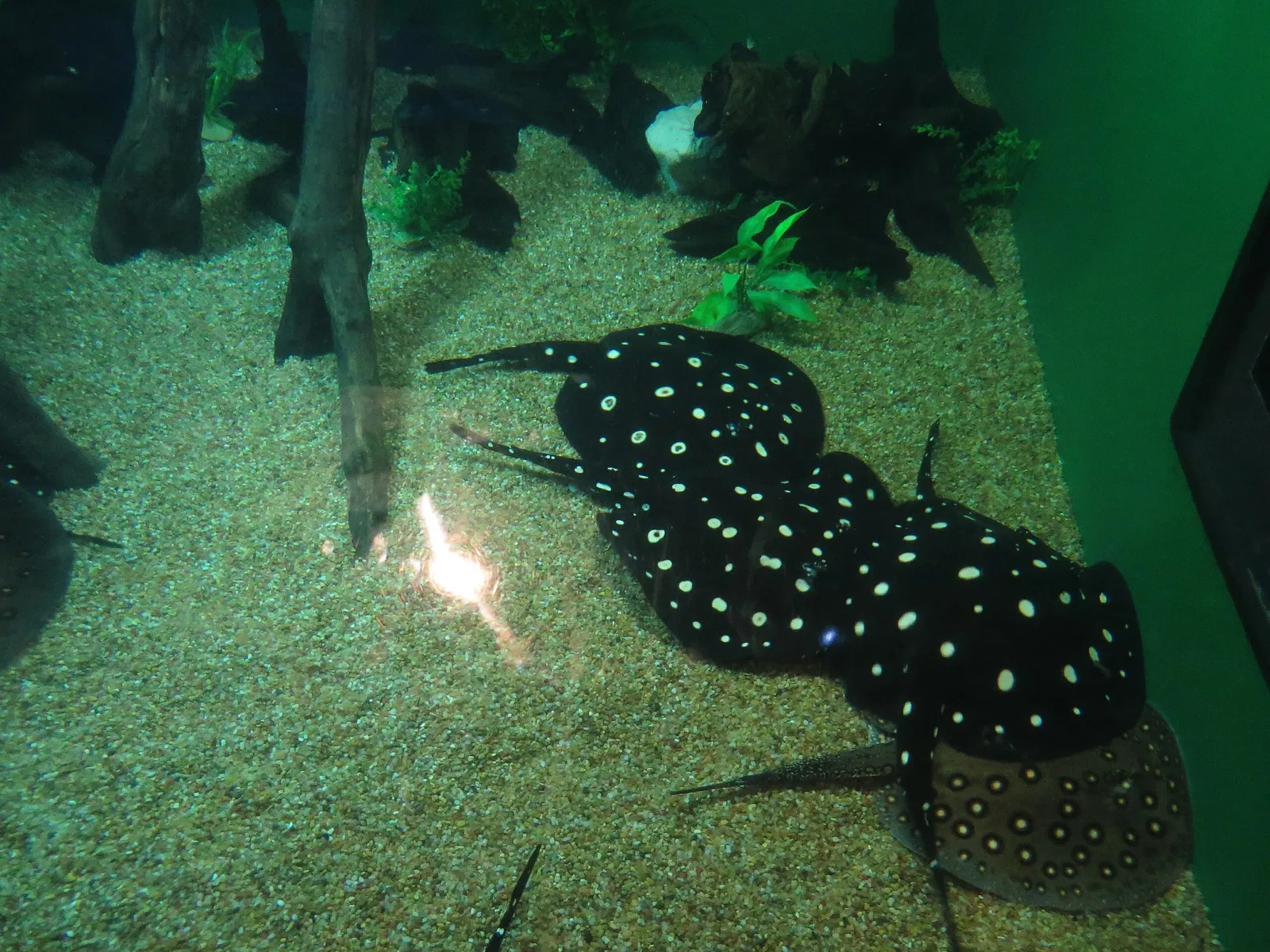 Ripley's Aquarium of Canada