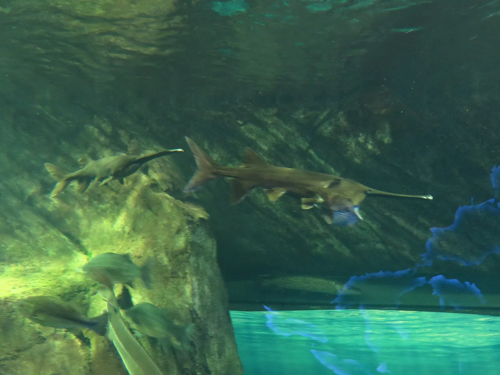 Ripley's Aquarium of Canada