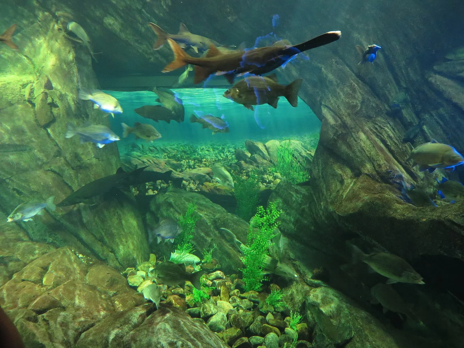 Ripley's Aquarium of Canada