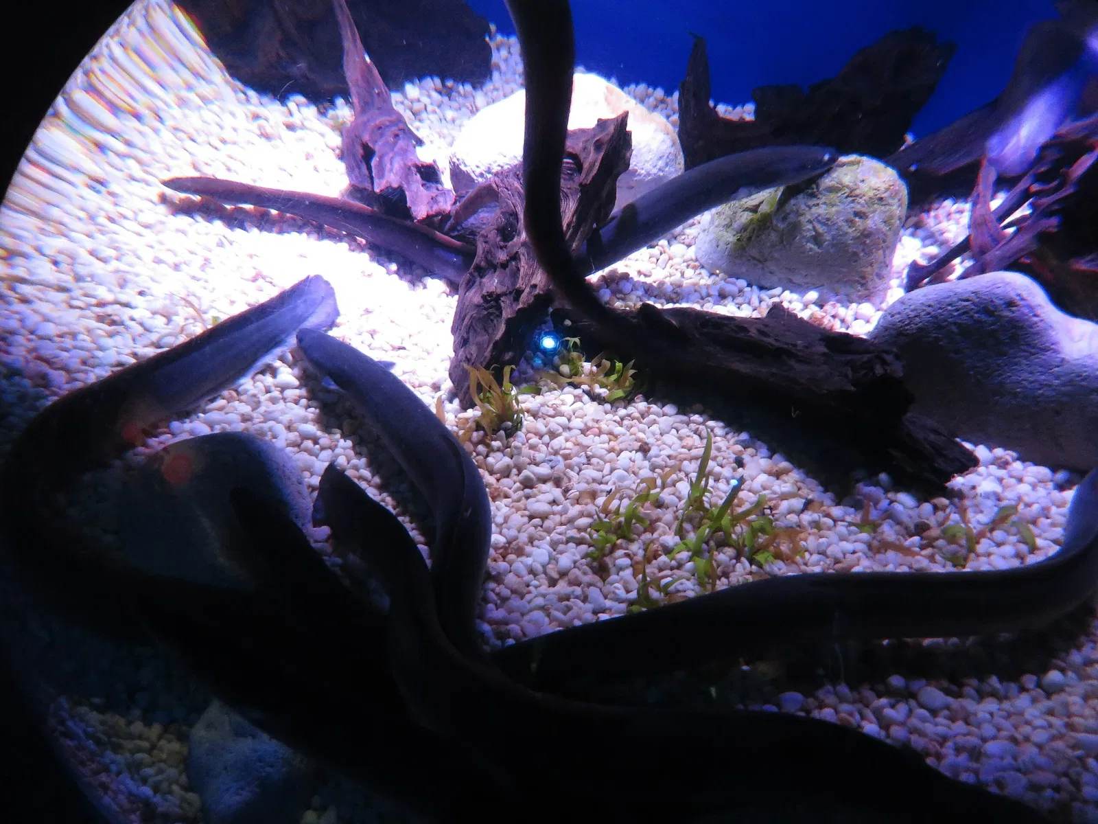 Ripley's Aquarium of Canada