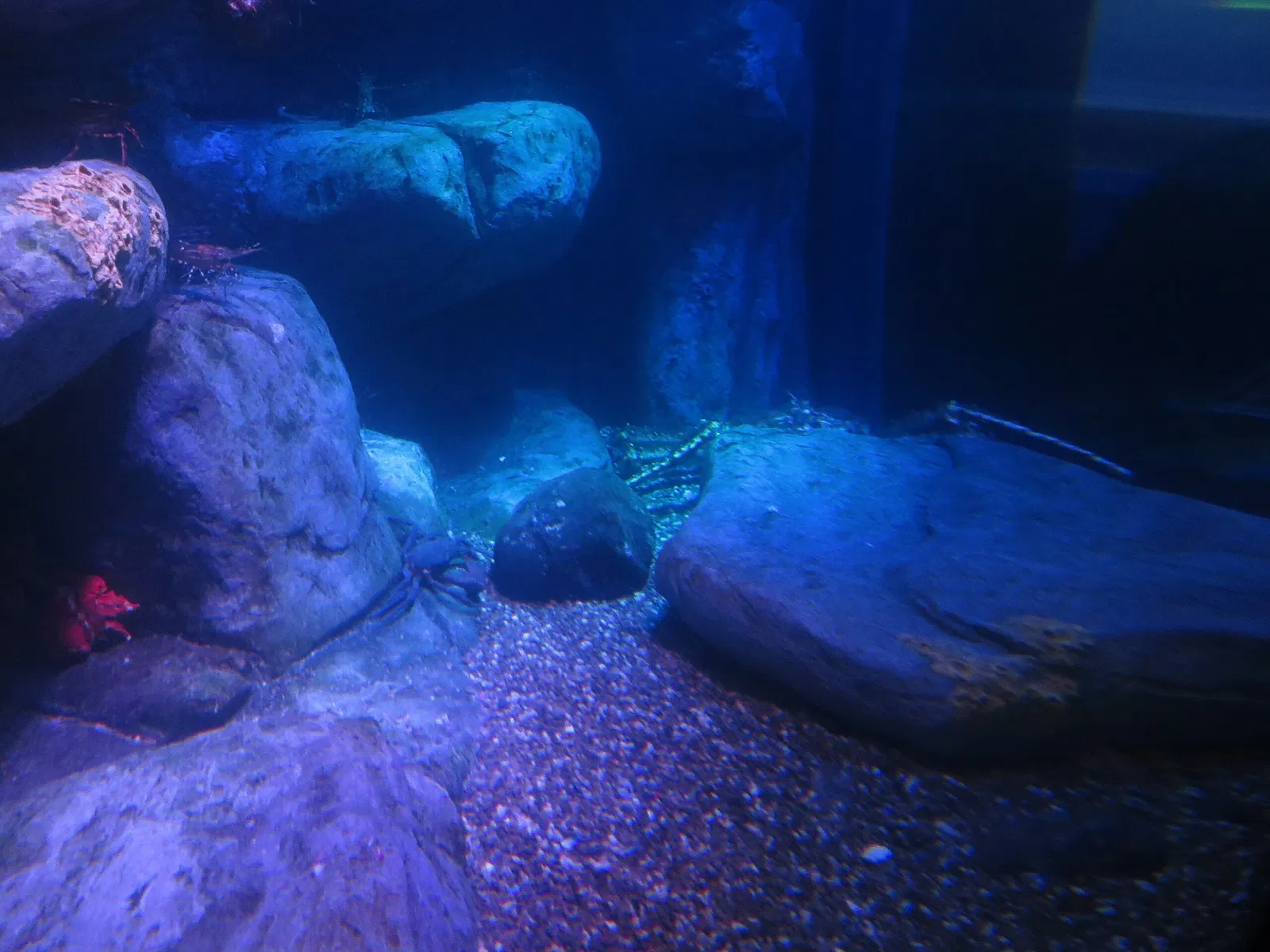 Ripley's Aquarium of Canada
