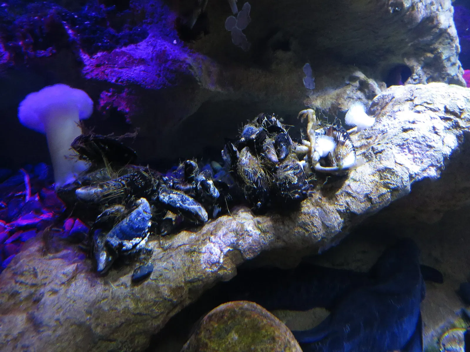 Ripley's Aquarium of Canada