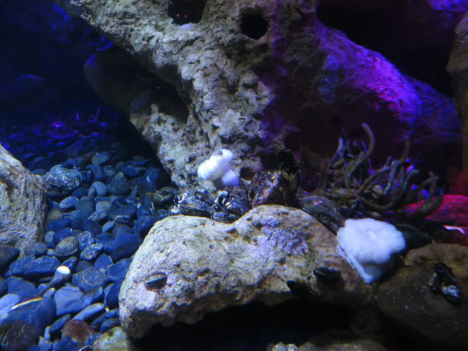 Ripley's Aquarium of Canada