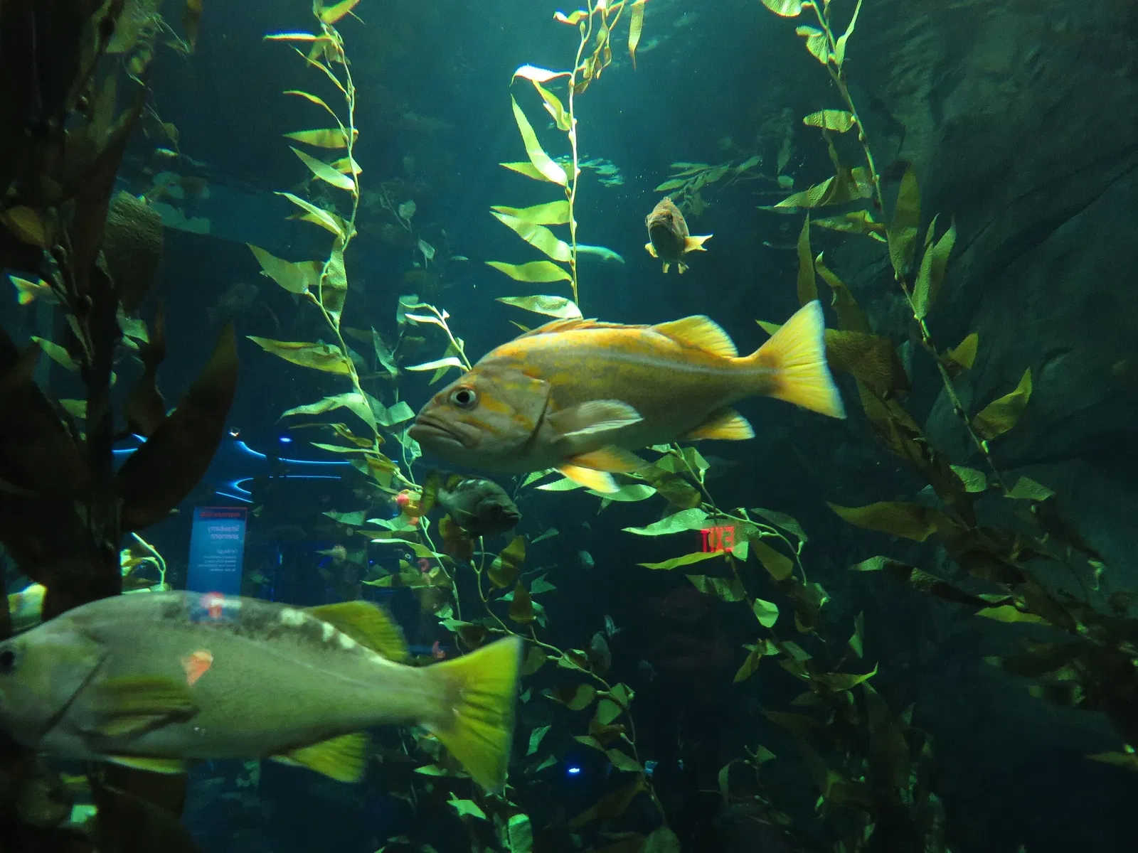 Ripley's Aquarium of Canada