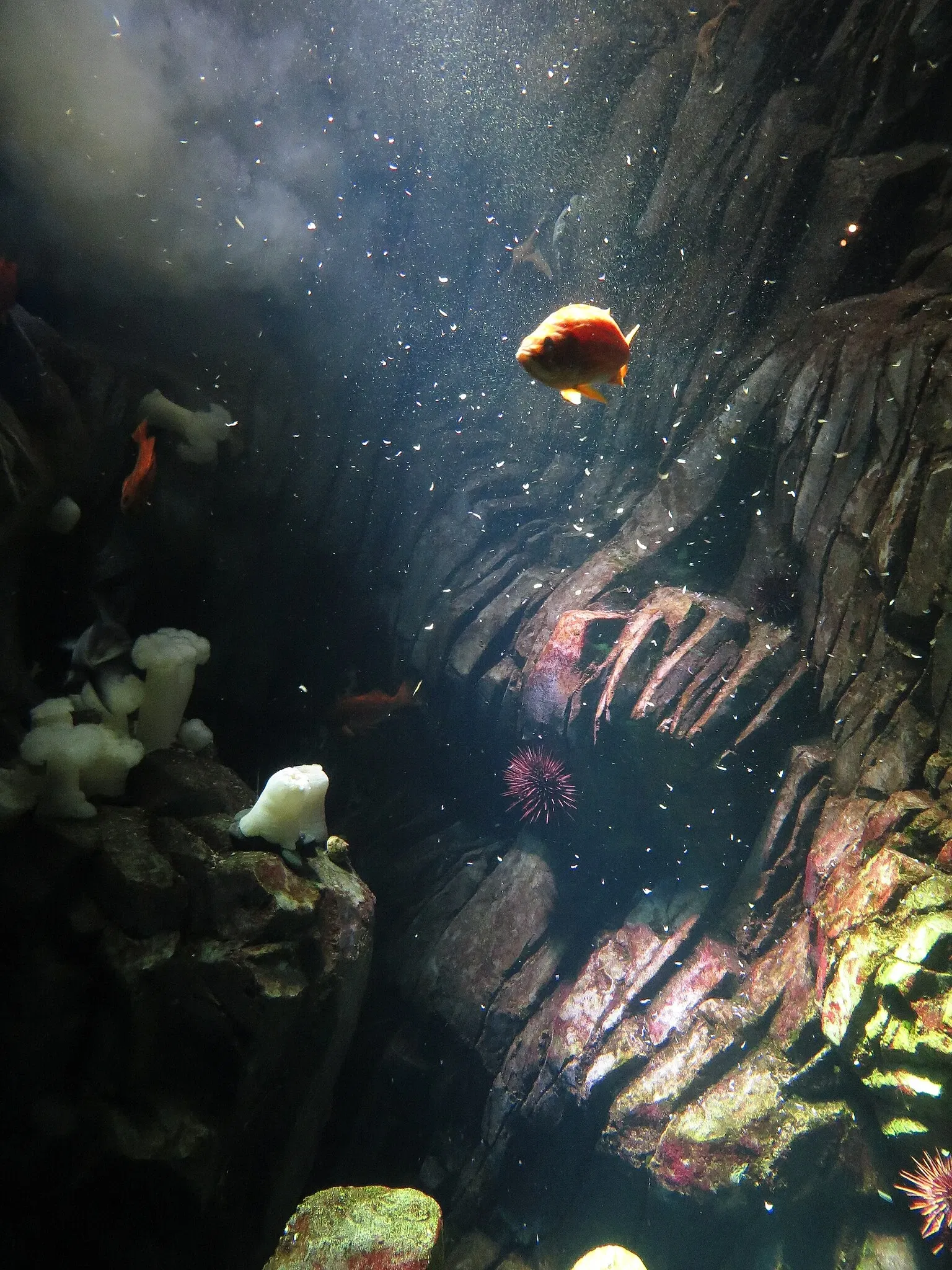 Ripley's Aquarium of Canada