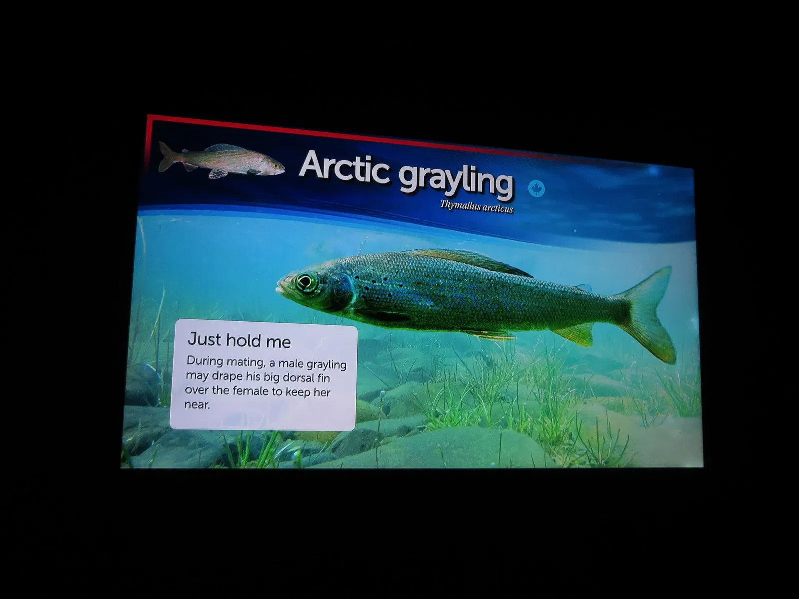 Ripley's Aquarium of Canada