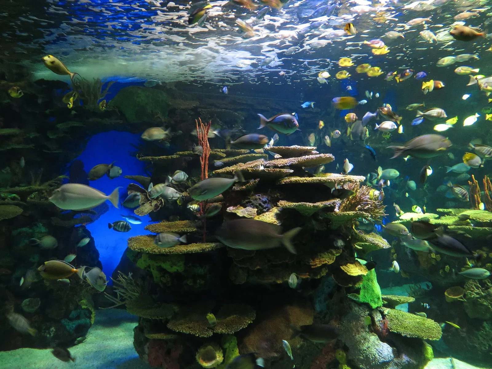 Ripley's Aquarium of Canada