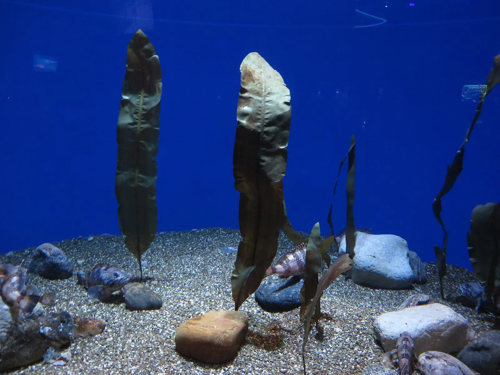 Ripley's Aquarium of Canada