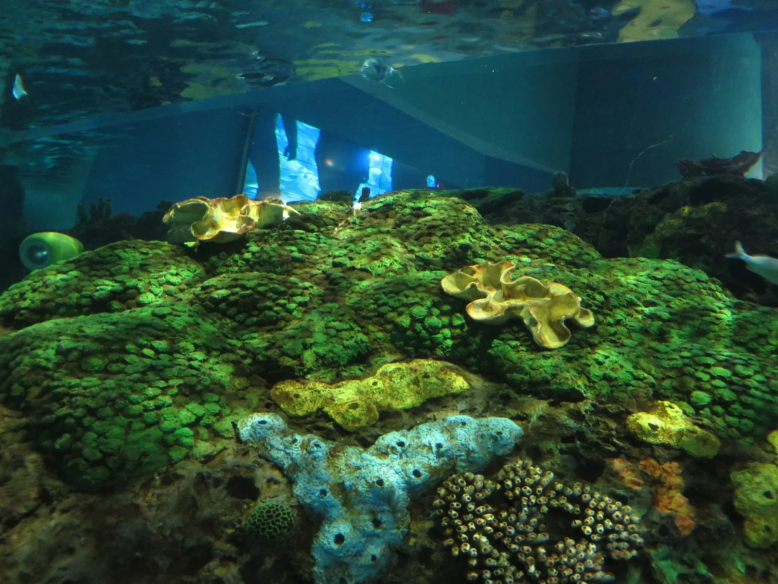 Ripley's Aquarium of Canada