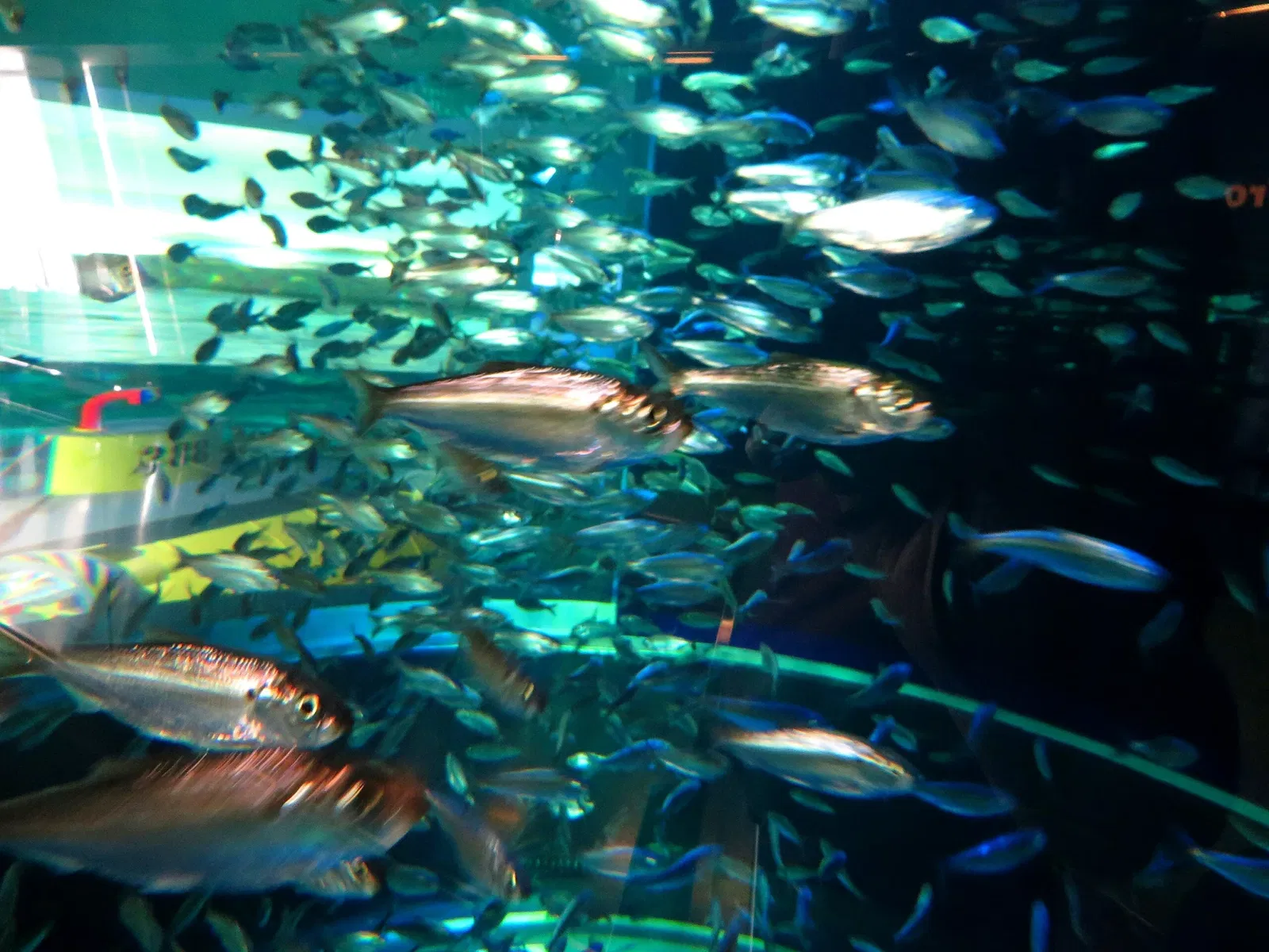 Ripley's Aquarium of Canada