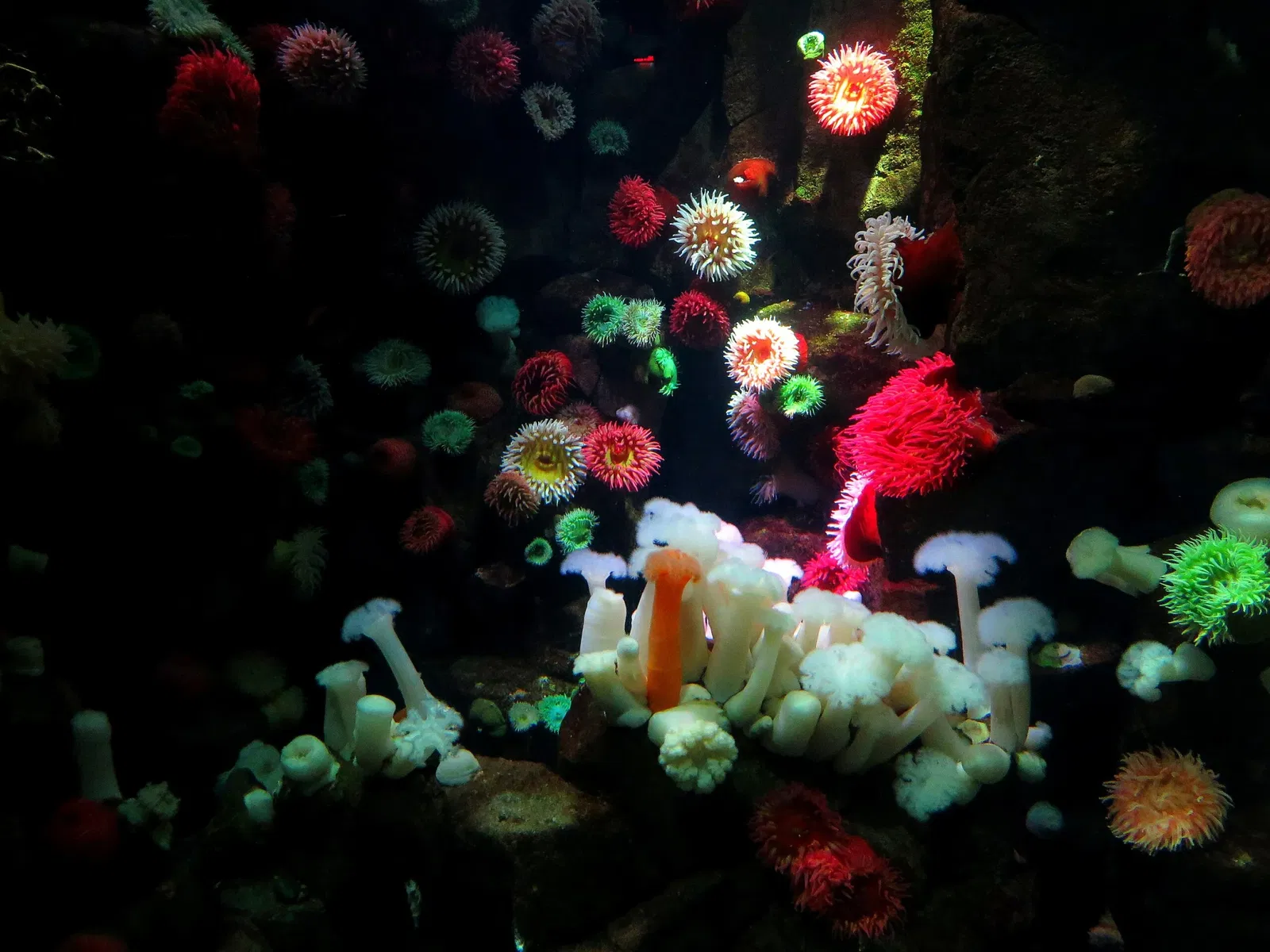 Ripley's Aquarium of Canada