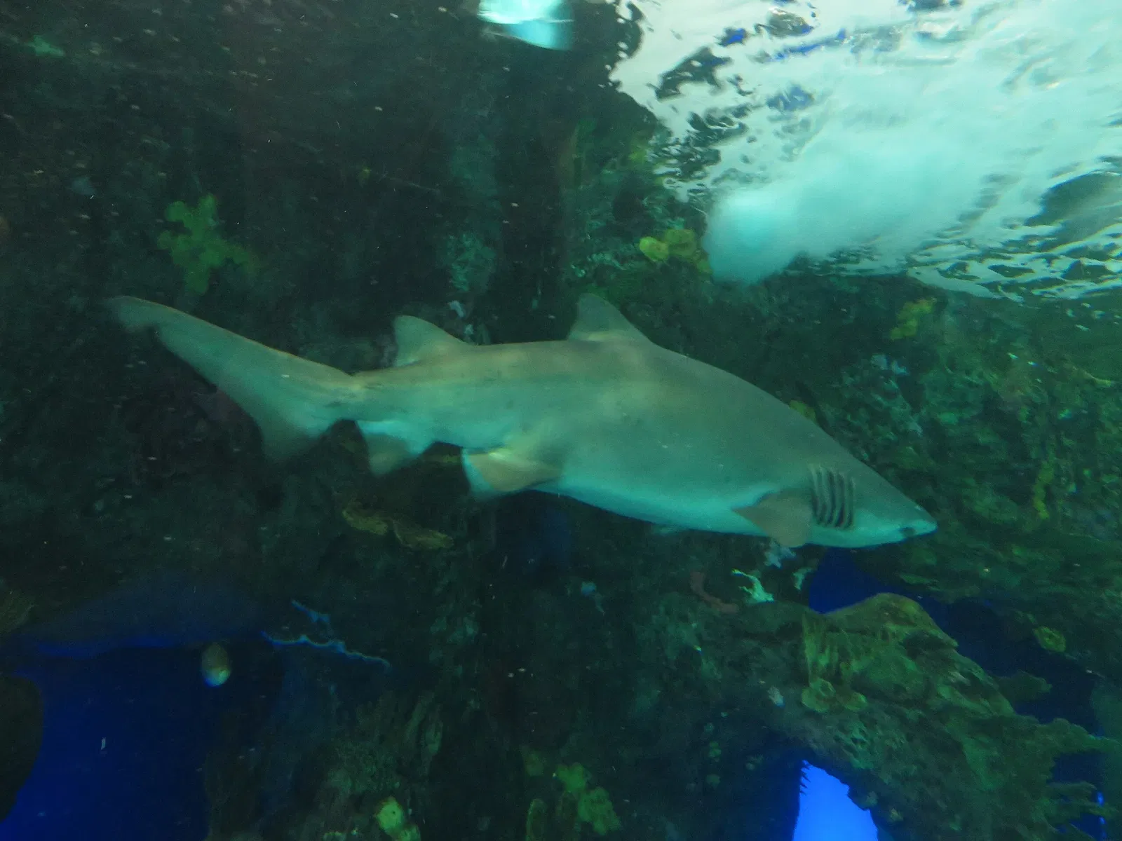 Ripley's Aquarium of Canada