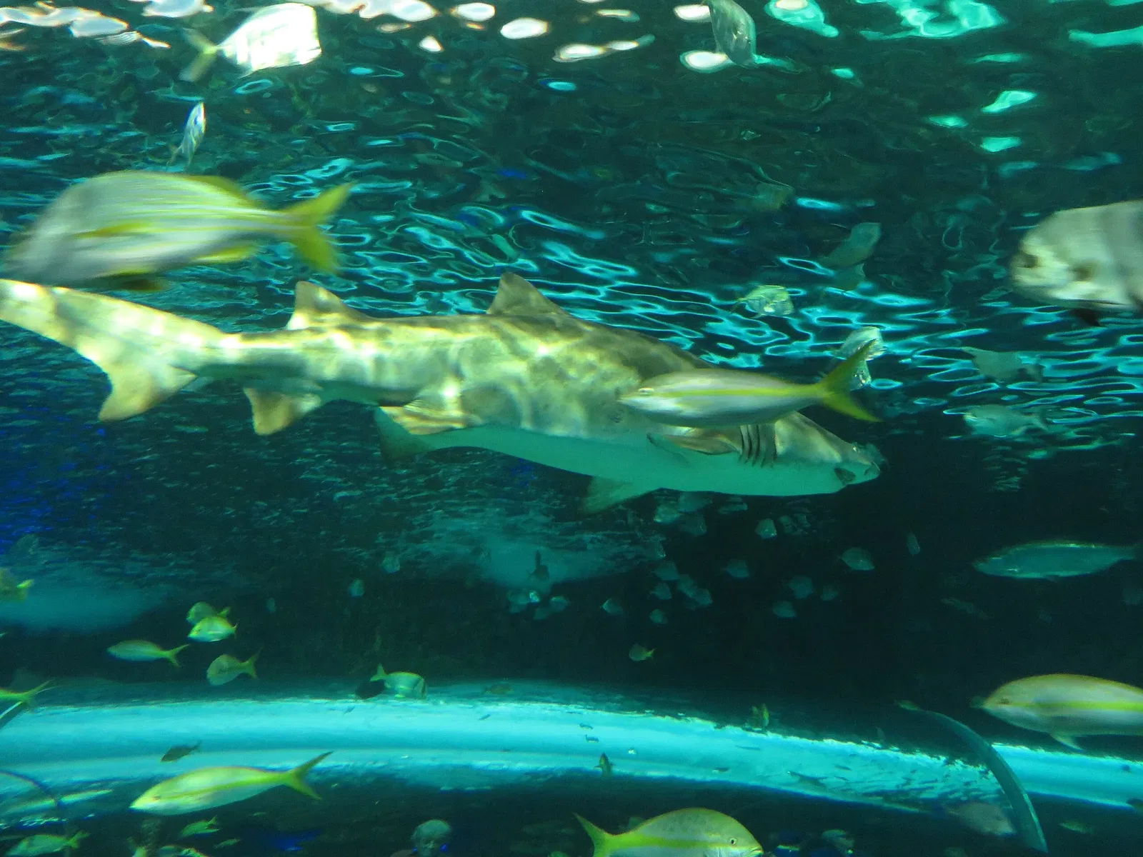 Ripley's Aquarium of Canada