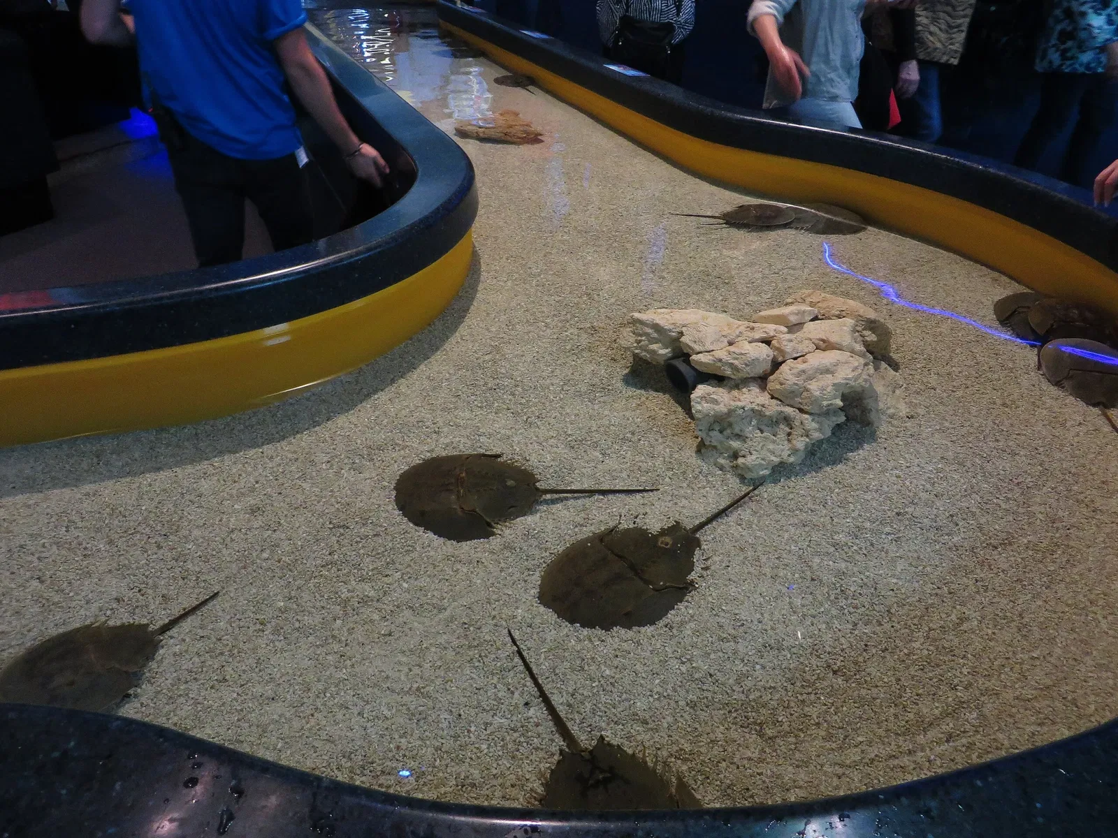 Ripley's Aquarium of Canada