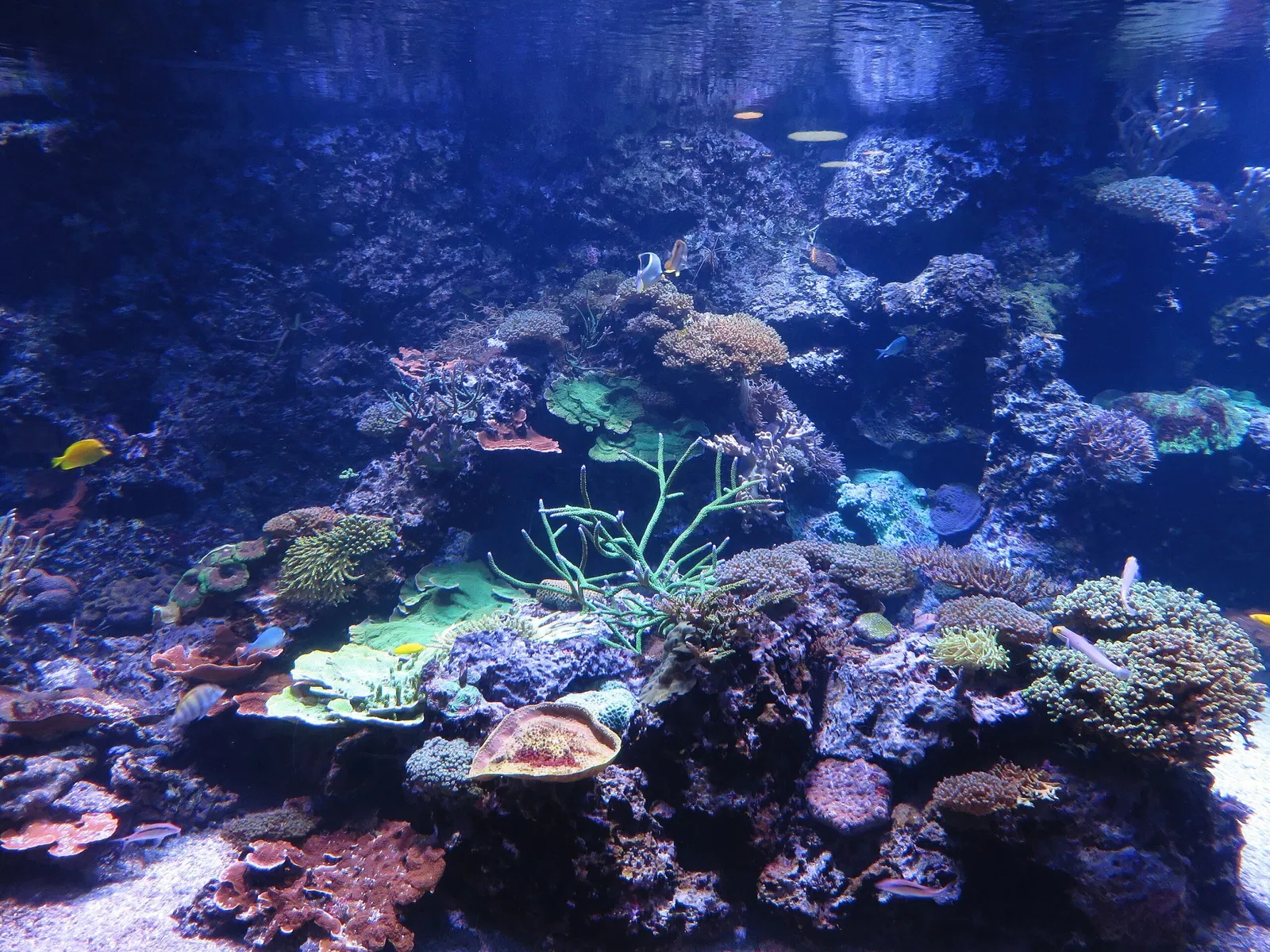 Ripley's Aquarium of Canada