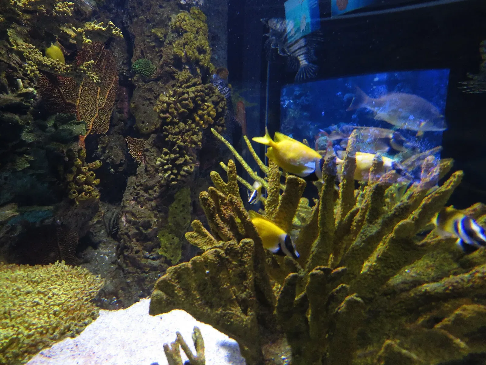 Ripley's Aquarium of Canada