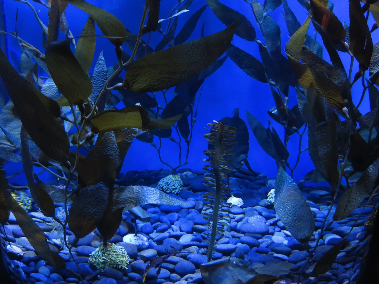 Ripley's Aquarium of Canada