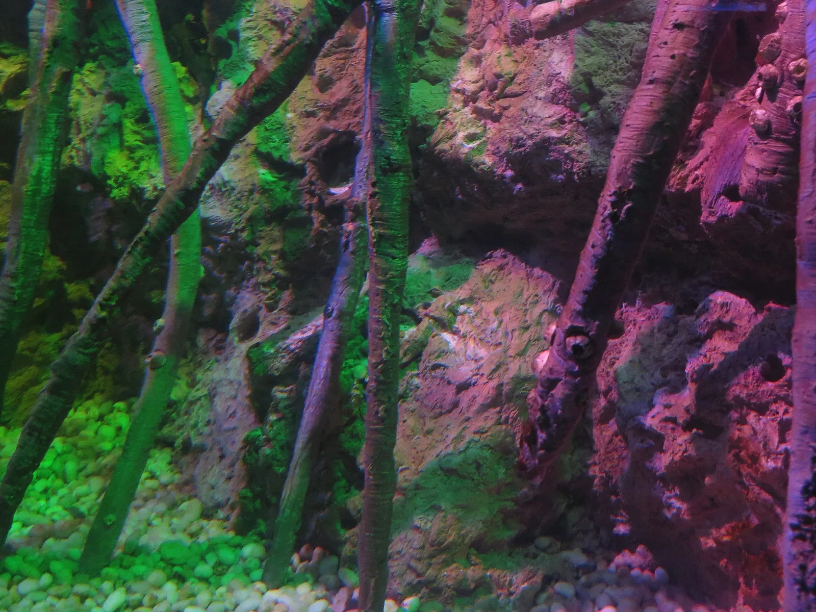 Ripley's Aquarium of Canada