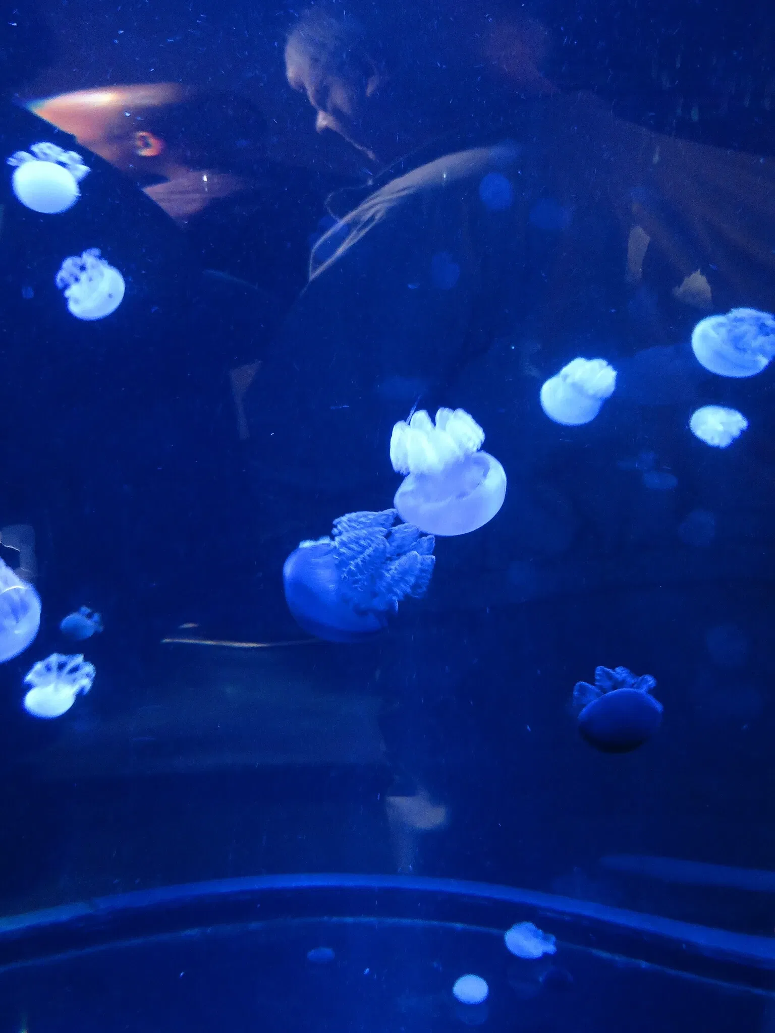 Ripley's Aquarium of Canada