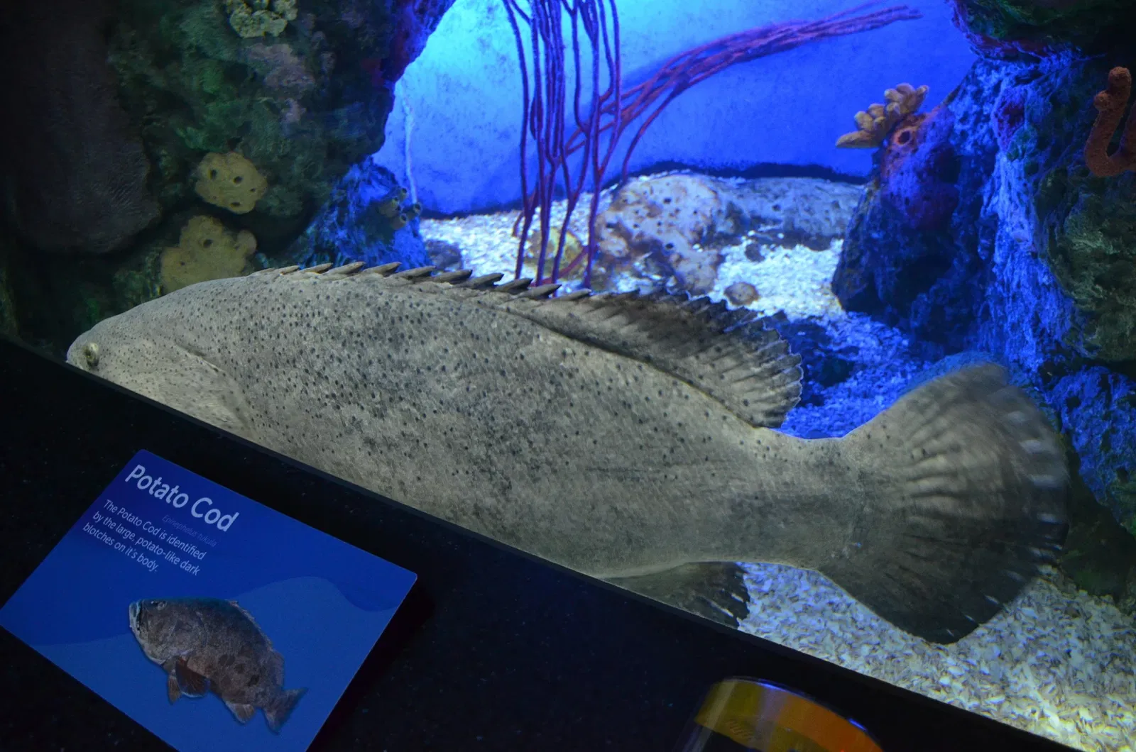 Ripley's Aquarium of Canada