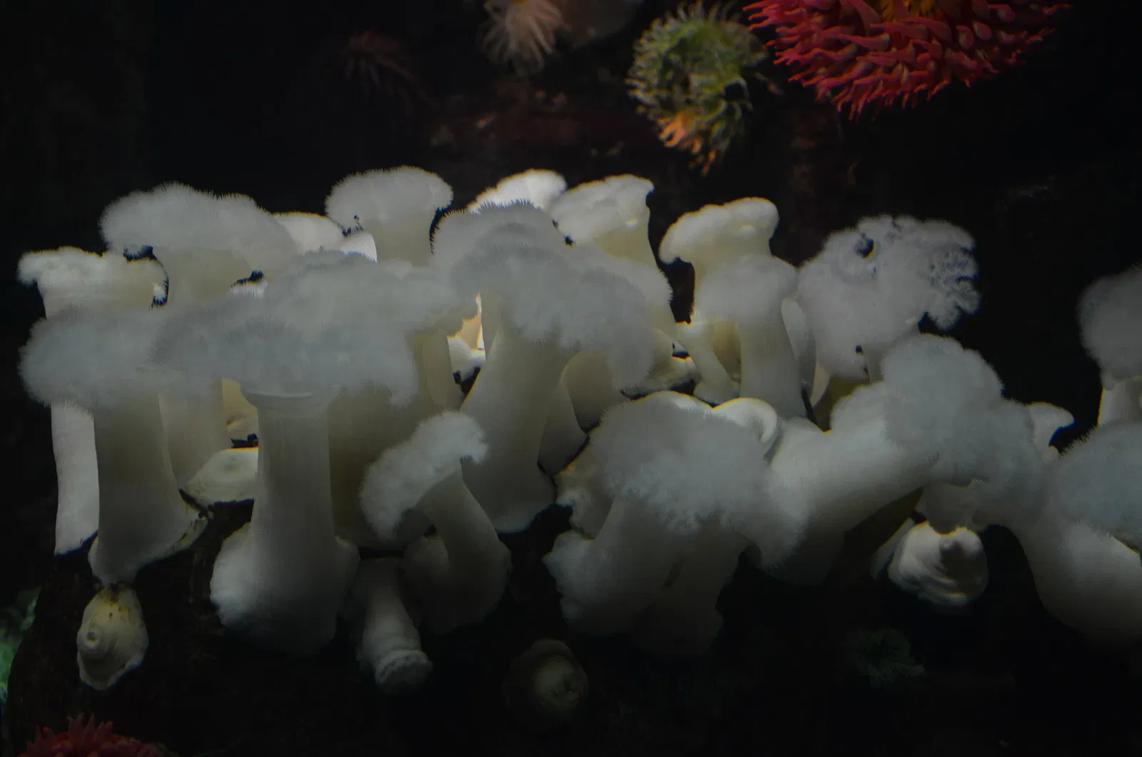 Ripley's Aquarium of Canada