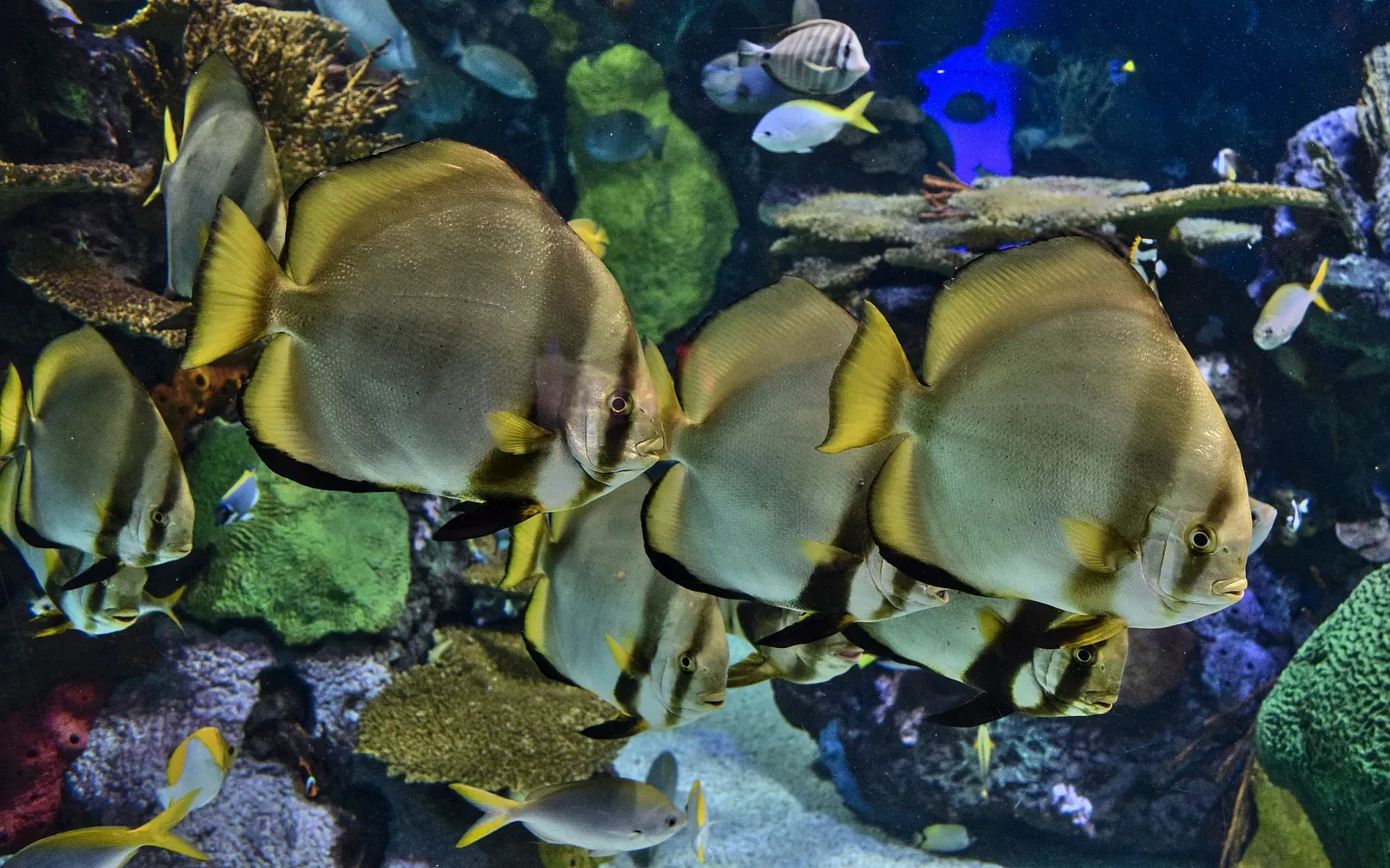 Ripley's Aquarium of Canada