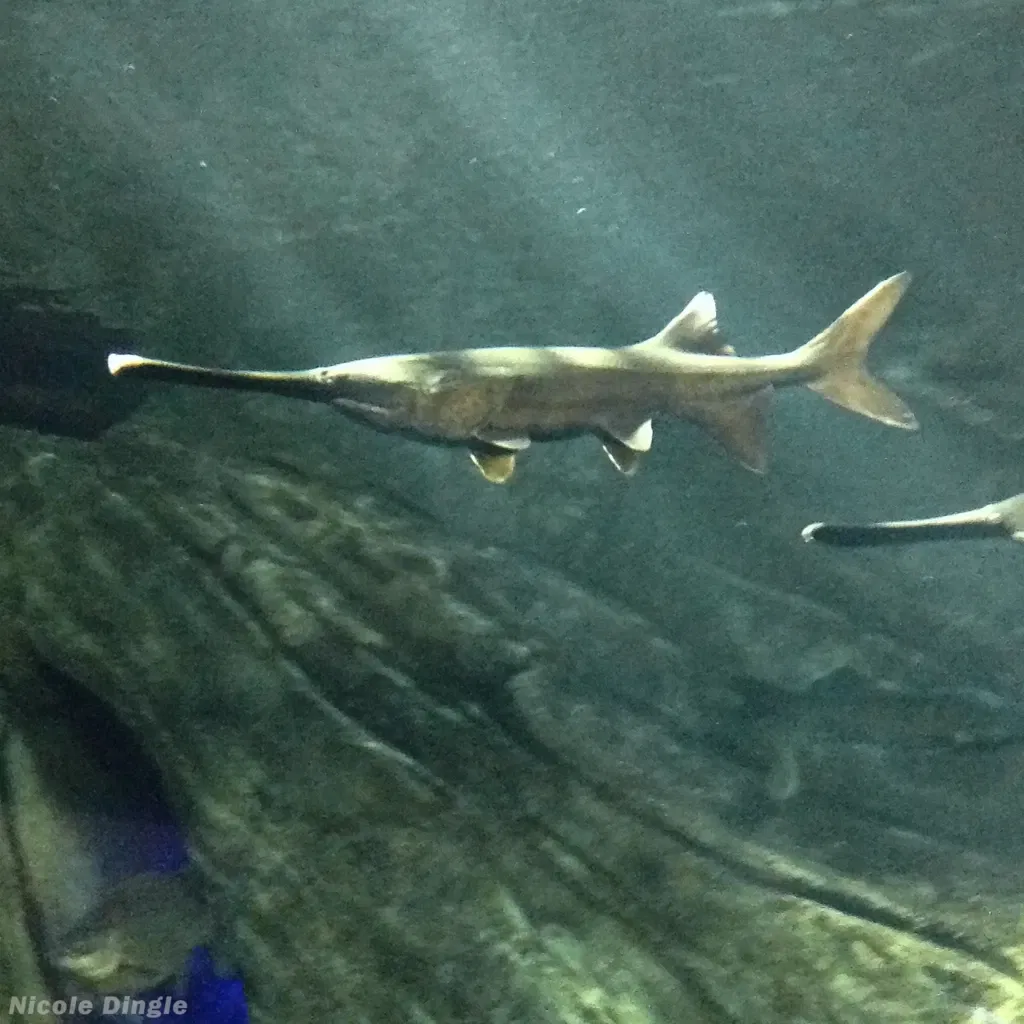 Ripley's Aquarium of Canada