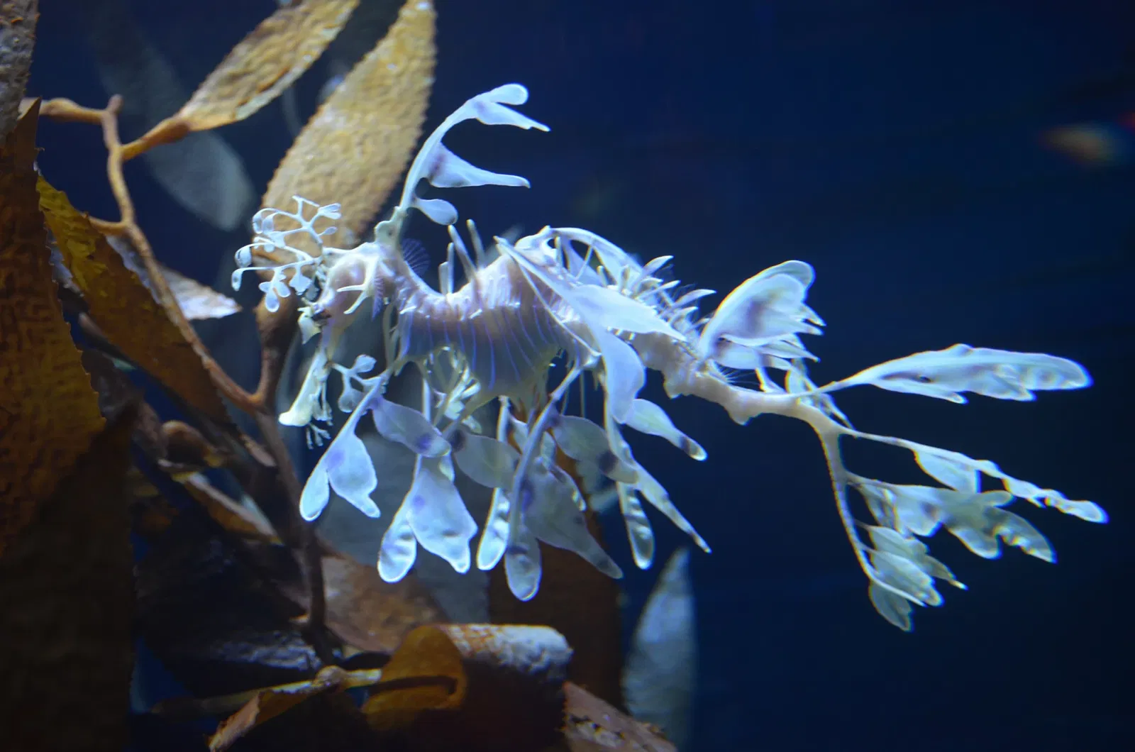 Ripley's Aquarium of Canada