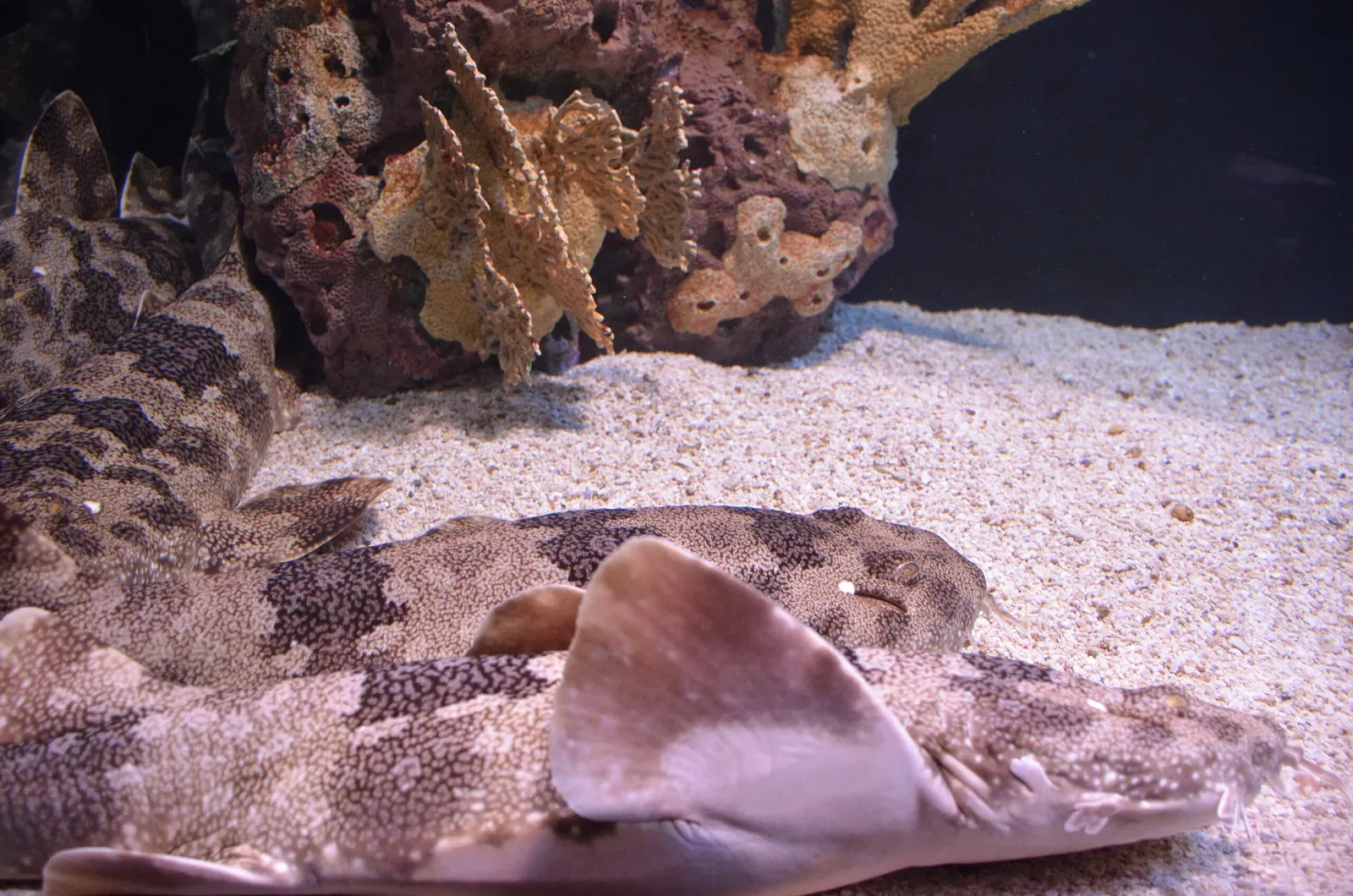 Ripley's Aquarium of Canada