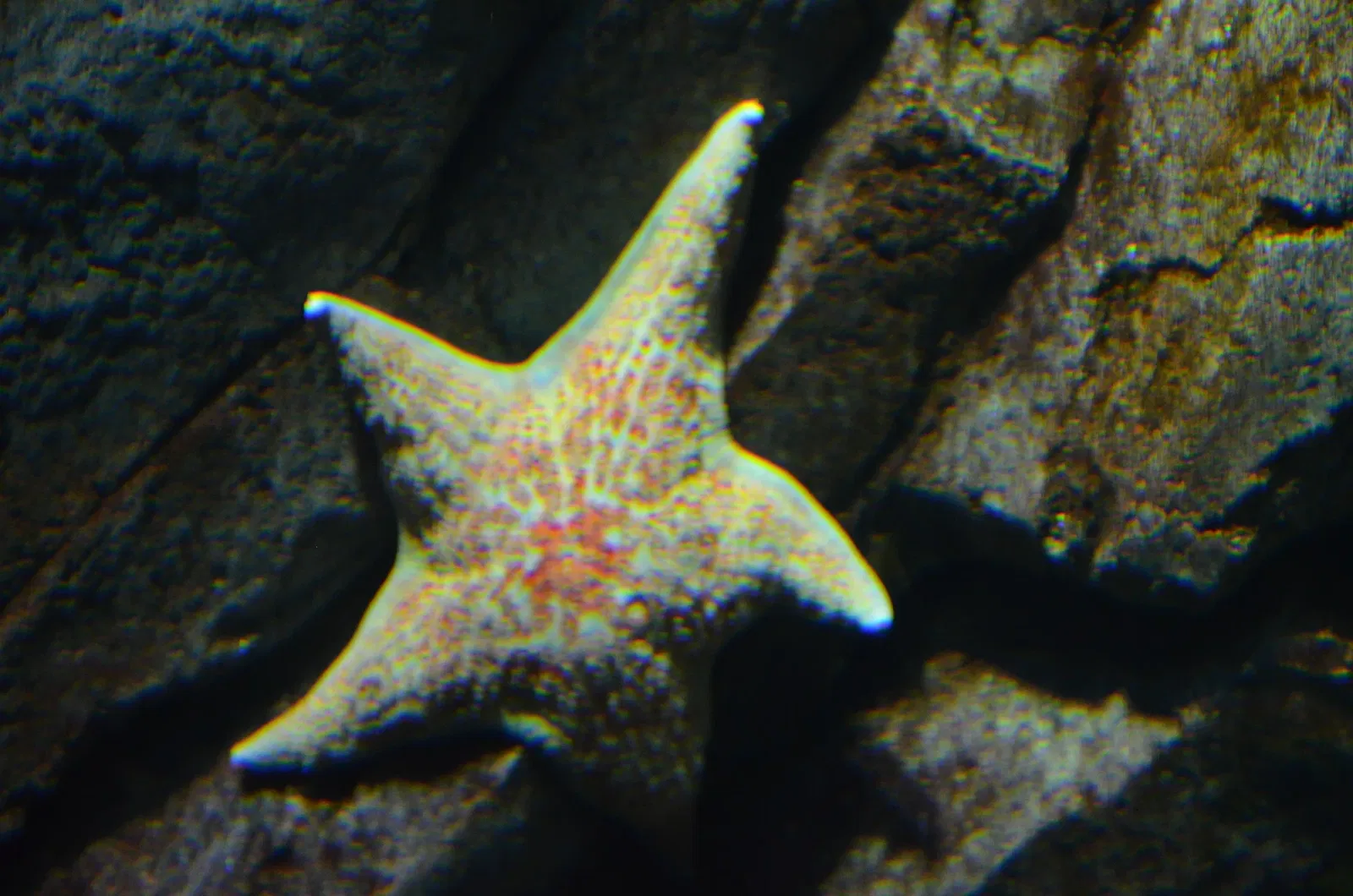 Ripley's Aquarium of Canada