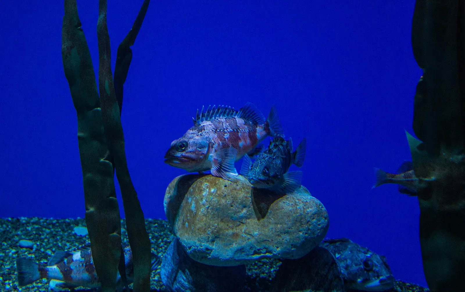 Ripley's Aquarium of Canada