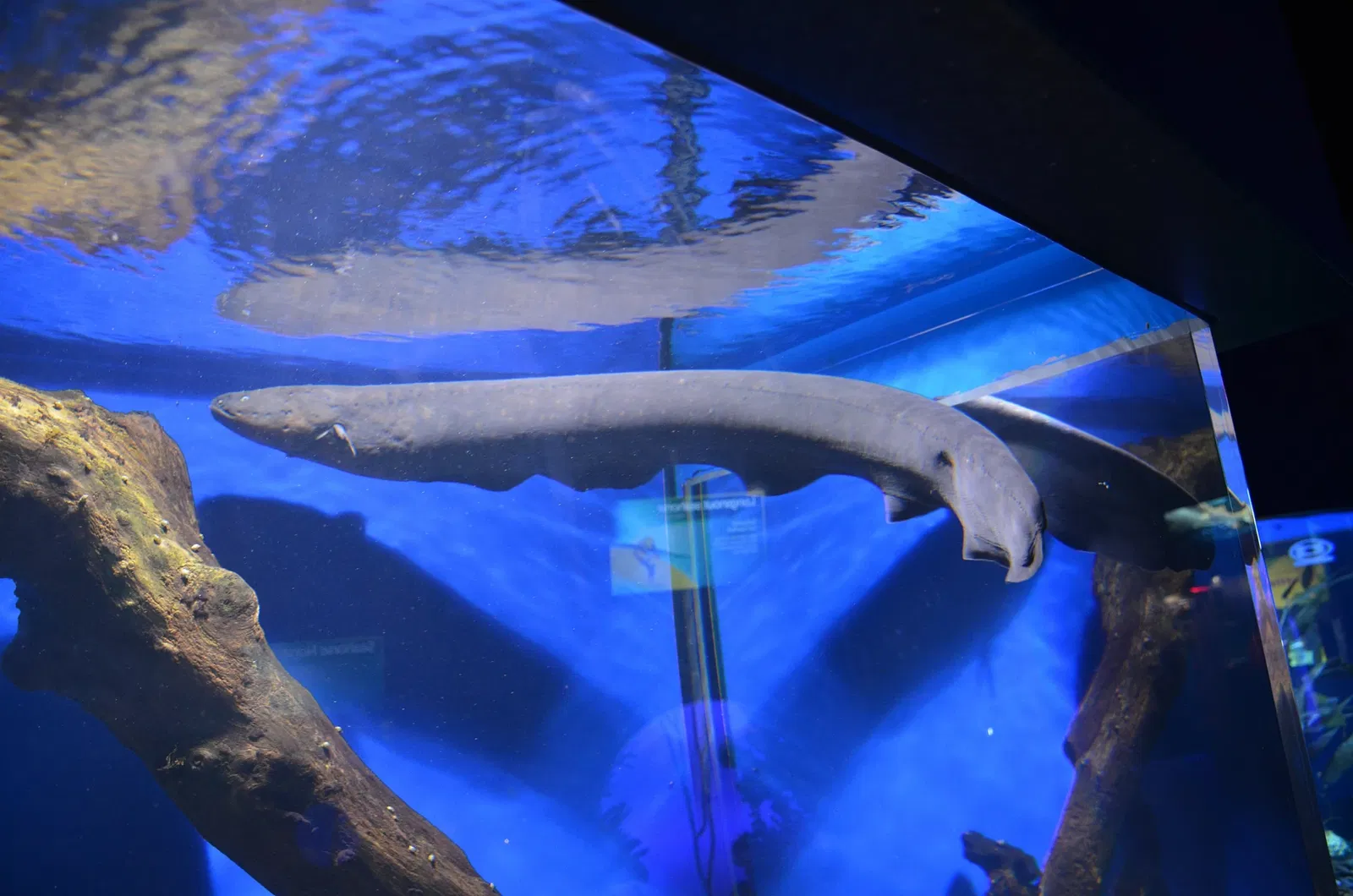 Ripley's Aquarium of Canada