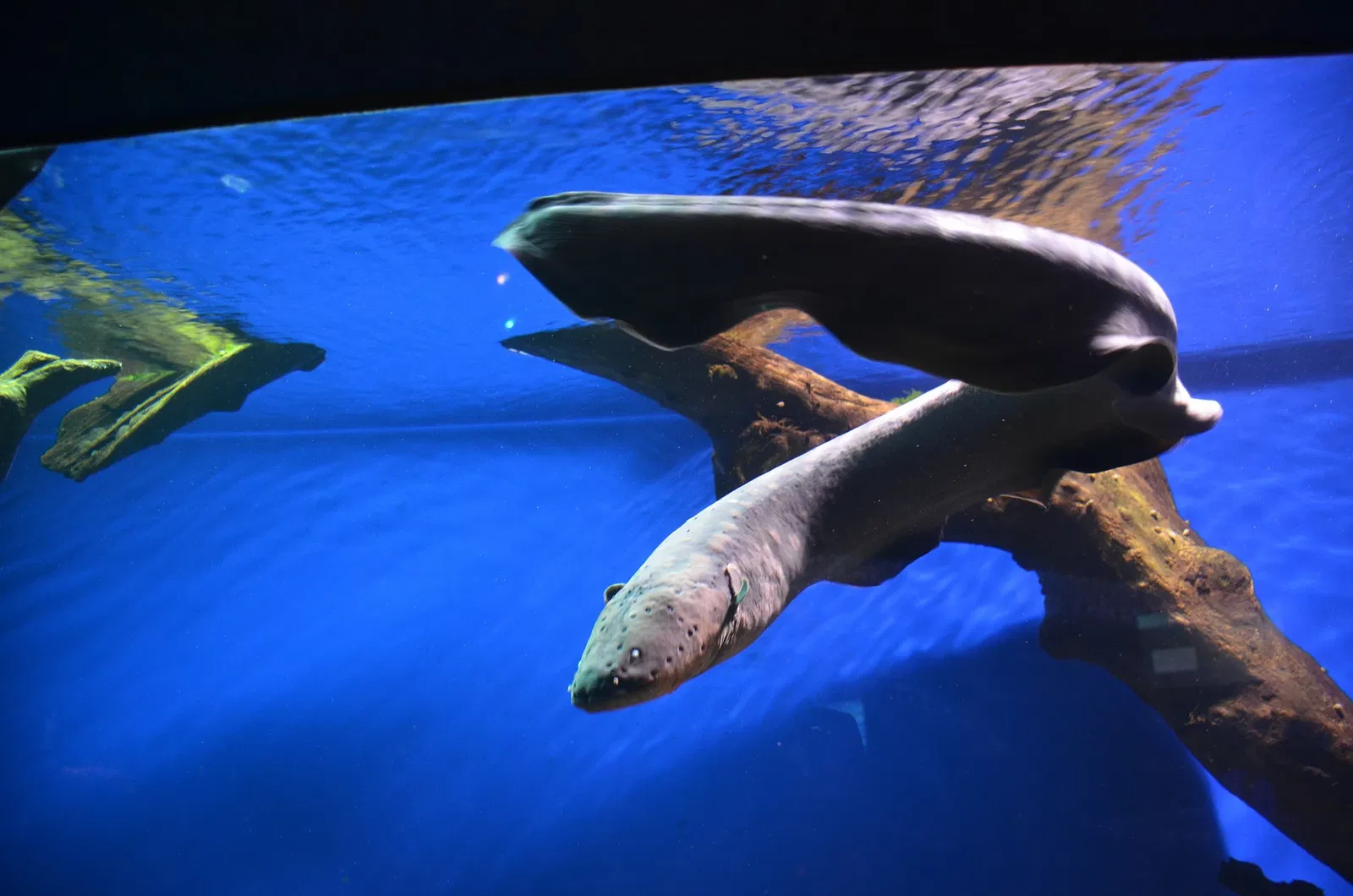 Ripley's Aquarium of Canada