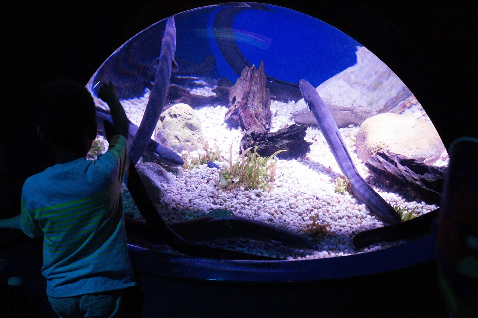 Ripley's Aquarium of Canada