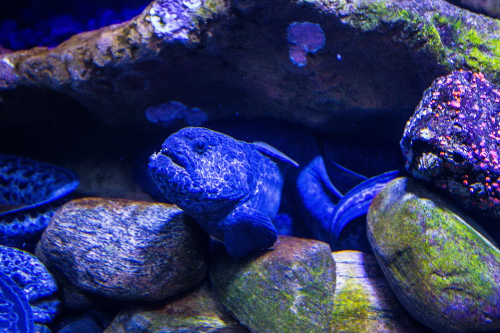 Ripley's Aquarium of Canada