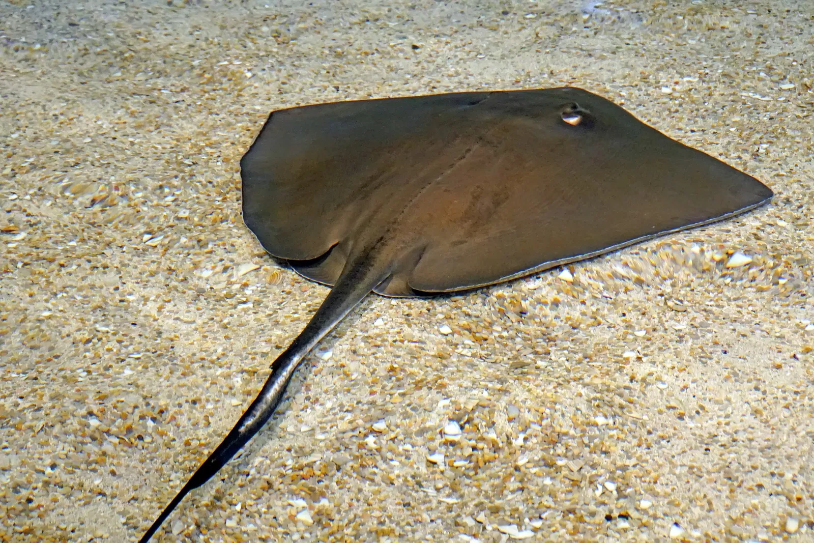 Ripley's Aquarium of Canada