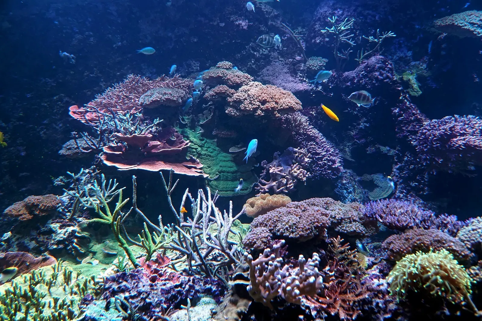 Ripley's Aquarium of Canada